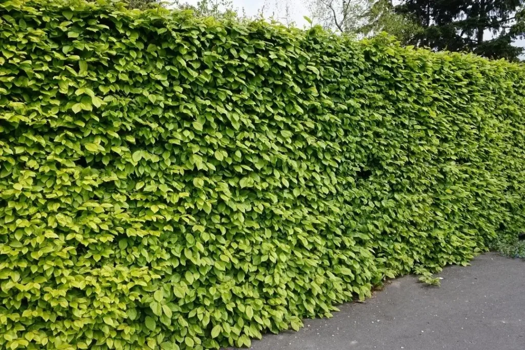 Living fence